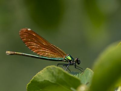 NATURE