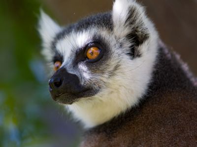 RP. 06 - Lemuri e Camaleonti - Madagascar