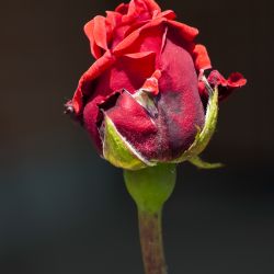  DSC9707